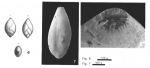 Guttulina ovata (d'Orbigny, 1846)