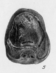 Cushmanella browni (d'Orbigny, 1839)