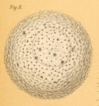 Orbulina parva Rhumbler, 1949