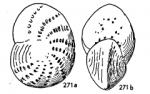 Elphidium lanieri (d'Orbigny, 1839) 