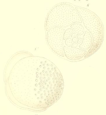 Tretomphalus bulloides (d'Orbigny, 1839) Tretomphalus bulloides (d'Orbigny, 1839)