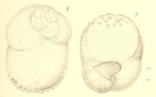 Tretomphalus bulloides (d'Orbigny, 1839) Tretomphalus bulloides (d'Orbigny, 1839)
