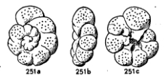 Valvulineria candeiana (d'Orbigny, 1839), author: Le Coze, Franis