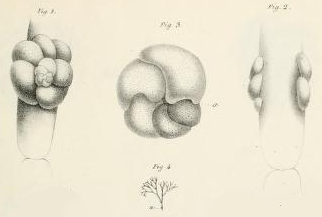 Rosalina globularis d'Orbigny, 1826 Rosalina globularis d'Orbigny, 1826