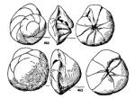 Neoeponides antillarum (d'Orbigny, 1839)