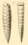 Plecanium lanceolatum Karrer, 1868, author: Le Coze, François