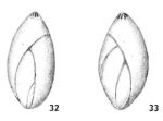 Sigmomorphina sidebottomi Le Calvez, 1958
