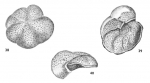 Cibicides advenum var. cinctum Le Calvez, 1958