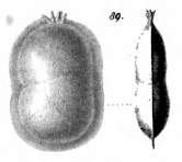 Cristellaria peregrina Schwager, 1866, author: Le Coze, François