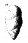 Uvigerina gemmaeformis Schwager, 1866, author: Le Coze, François