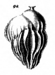 Uvigerina crassicostata Schwager, 1866