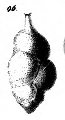 Uvigerina proboscidea Schwager, 1866 Uvigerina proboscidea Schwager, 1866