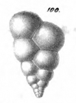 Textilaria globigera Schwager, 1866