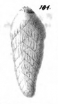 Bolivina pusilla Schwager, 1866