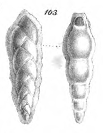 Textilaria quadrilatera Schwager, 1866