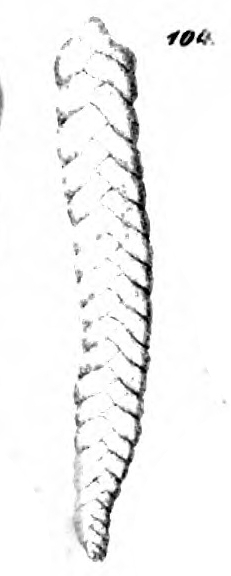 Textilaria praelonga Schwager, 1866 Textilaria praelonga Schwager, 1866