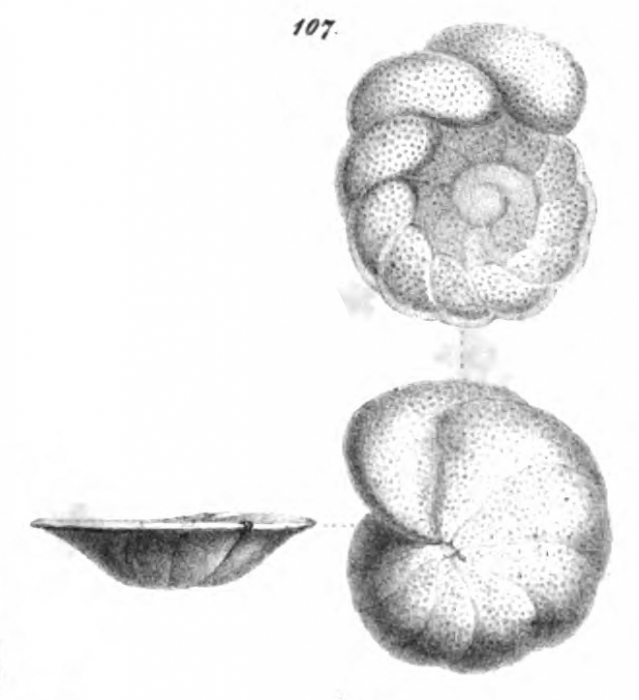 Anomalina wuellerstorfi Schwager, 1866 = Cibicides bengalensis