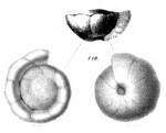 Rotalia nitidula Schwager, 1866