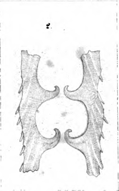 Dimorphina striata Schwager, 1866 Dimorphina striata Schwager, 1866
