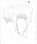 Calcarina nicobarensis Schwager, 1866