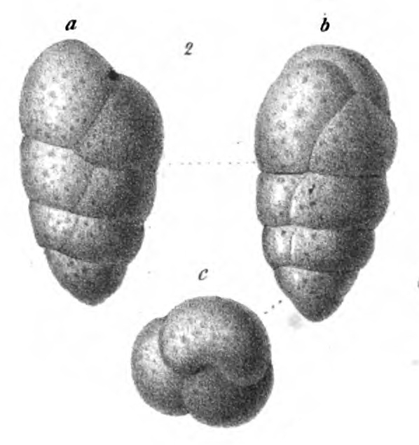 Ataxophragmium subovale Schwager, 1866