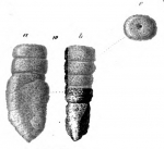 Gaudryina pavicula Schwager, 1866