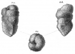 Gaudryina solida Schwager, 1866