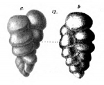 Gaudryina baccata Schwager, 1866