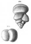 Gaudryina uva Schwager, 1866