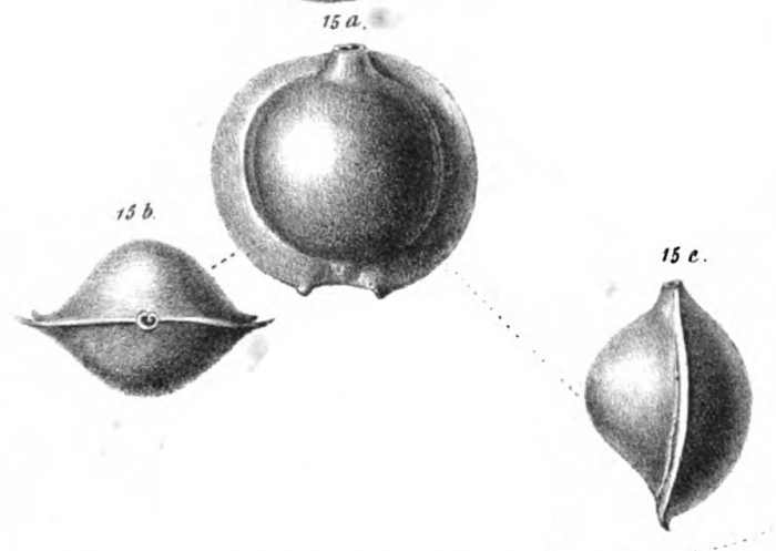 Biloculina murrhina Schwager, 1866 Biloculina murrhina Schwager, 1866