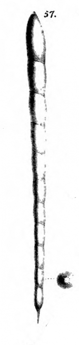 Nodosaria stimulea Schwager, 1866 Nodosaria stimulea Schwager, 1866