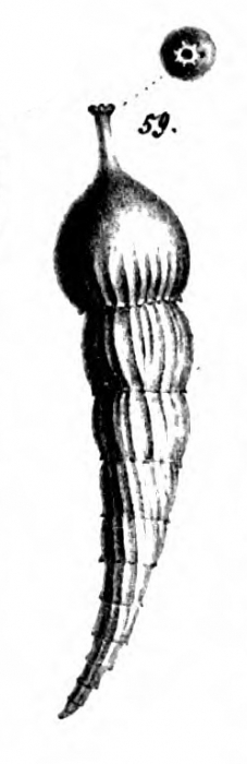 Nodosaria protumida Schwager, 1866 Nodosaria protumida Schwager, 1866