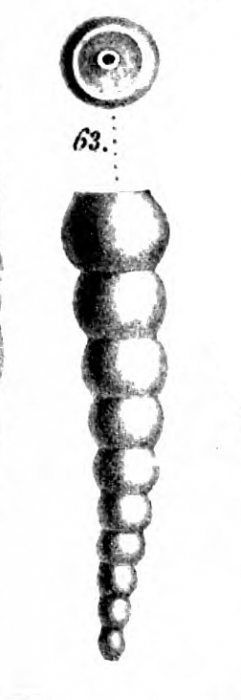 Nodosaria insolita Schwager, 1866 Nodosaria insolita Schwager, 1866