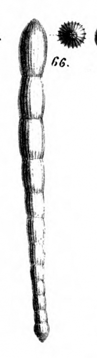 Nodosaria equisetiformis Schwager, 1866 Nodosaria equisetiformis Schwager, 1866