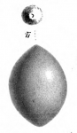 Glandulina labiata Schwager, 1866