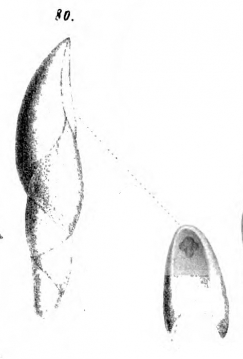 Pleurostomella alternans Schwager, 1866 Pleurostomella alternans Schwager, 1866