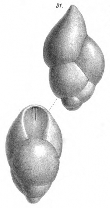 Pleurostomella brevis Schwager, 1886 Pleurostomella brevis Schwager, 1886