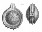 Lagena castrensis Schwager, 1866