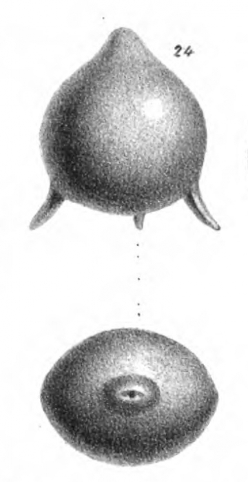 Fissurina staphyllearia Schwager, 1866 Fissurina staphyllearia Schwager, 1866