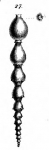 Nodosaria lepidula Schwager, 1866