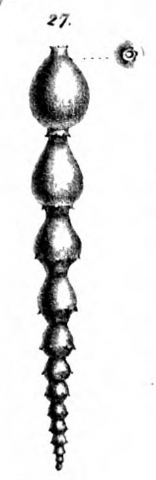Nodosaria lepidula Schwager, 1866 Nodosaria lepidula Schwager, 1866