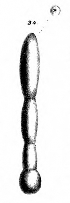 Nodosaria tympaniplectriformis Schwager, 1866 Nodosaria tympaniplectriformis Schwager, 1866
