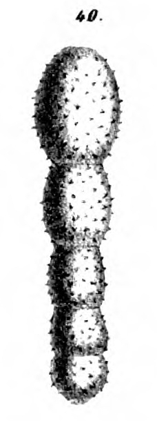 Nodosaria setosa Schwager, 1866 Nodosaria setosa Schwager, 1866