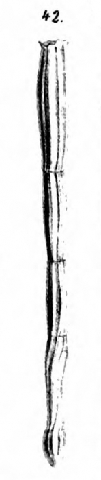 Nodosaria tosta Schwager, 1866 Nodosaria tosta Schwager, 1866