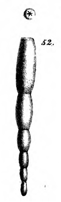 Nodosaria exilis Schwager, 1866 Nodosaria exilis Schwager, 1866