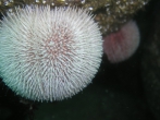Echinus esculentus, author: Javier Atalah Echinus esculentus, author: Javier Atalah