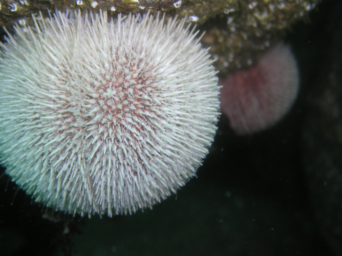 Echinus esculentus Echinus esculentus