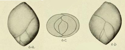 Pseudopolymorphina ovalis Cushman & Ozawa, 1930 Pseudopolymorphina ovalis Cushman & Ozawa, 1930