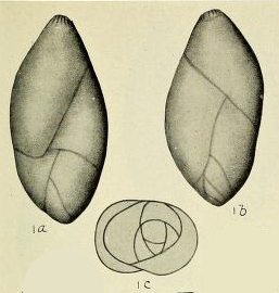 Pseudopolymorphina ovalis Cushman & Ozawa, 1930 Pseudopolymorphina ovalis Cushman & Ozawa, 1930