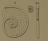 Operculina thouini d'Orbigny, 1850, author: Le Coze, François